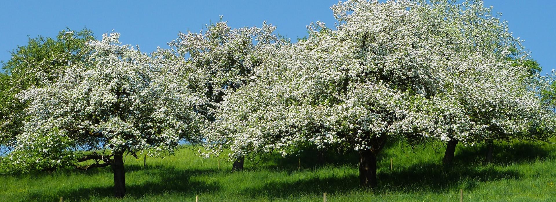 Streuobstwiese